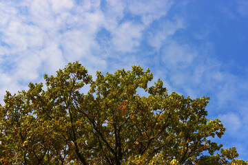 Autumn tree in the forest against the blue sky