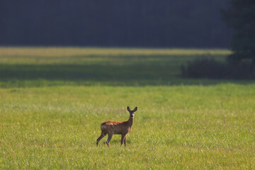 A small wild roe deer on a green field in the forest