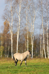 A grey horse is walking on a green field