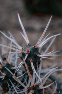 Closeup of a Tephrocactus articulatus  cactus