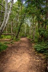 Hiking Trail Leading Through Green Forest