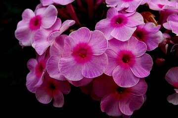 Pink decorative flowers of Fall phlox, also called Garden phlox or Panicled phlox, latin name Phlox Paniculata, blossoming during early summer season.  Dark background. 