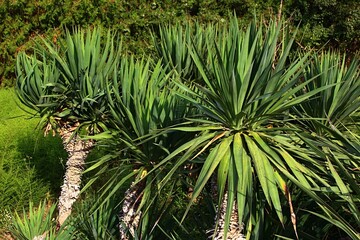 Group of short Yucca trees with typical, rosette shaped crowns and spiky leaves, growing in public...
