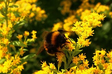 Obraz premium Large Red-tailed Bumblebee, latin name Bombus Lapidarius, collecting pollen on Goldenrod small yellow flowers, latin name Solidago, during early fall sunny day.