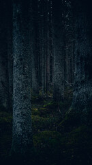 Fototapeta premium dark forest