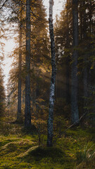 forest in autumn