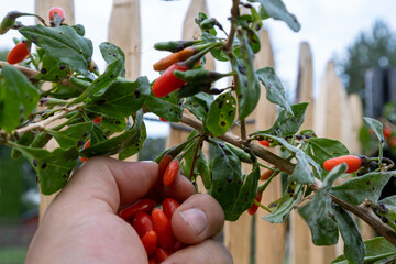 Woman picking fresh ripe goji berries in garden, closeup
