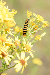 yellow caterpillar on a leaf