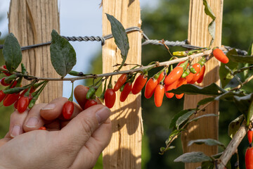 Woman picking fresh ripe goji berries in garden, closeup