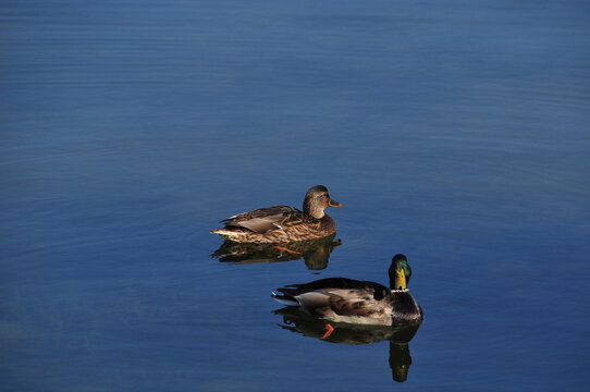 Drake and duck on the calm surface of the lake. Autumn sunny day. Background, wallpaper.