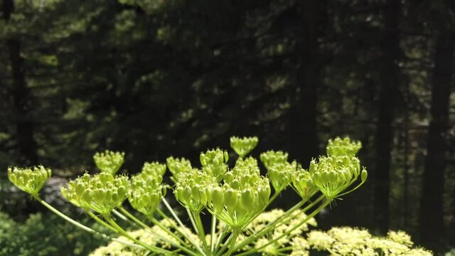 Angelica plan, umbelliferae bloom