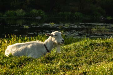 Naklejka na ściany i meble A white goat grazes in a pasture on the banks of the river. Goat farm.