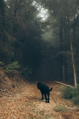 A big black dog standing near the dark forest in foggy day. High quality photo