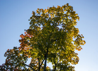 Autumn natural background - the crown of a tree with green, yellow and red leaves against the blue sky in the rays of the morning sun.