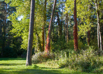 Obraz premium Outskirts of Grodno, Belarus. Autumn landscape: a forest glade with pine and deciduous trees in the sun, the trunks of several trees are entwined with vines of wild grapes with red leaves.