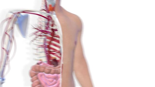 Stomach, internal organs 3D render, anatomy of the human body, white background with luma matte for transparency.