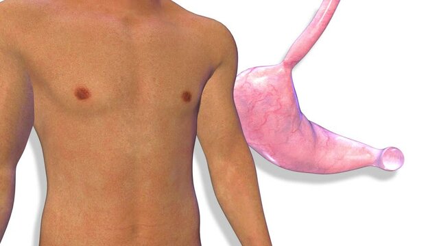 Stomach, internal organs 3D render, anatomy of the human body, white background with luma matte for transparency.