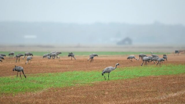 Panning shot of common cranes or Eurasian cranes (Grus grus) walking in a harvested field in a rural area, during migration season. Other cranes are feeding in the background.