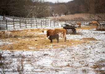 Cows in the field in winter