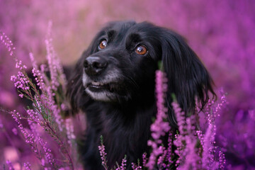 Portret czarnego psa w kwitnących wrzosach  - obrazy, fototapety, plakaty