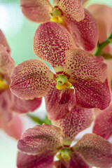 Orchid displayed at the Redlands Orchid Festival in Homestead, Fl on 100321