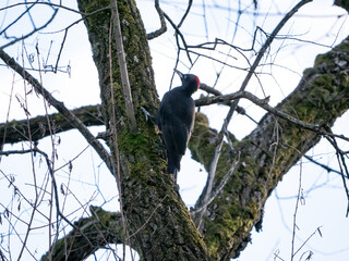 Schwarzspecht (Dryocopus martius)