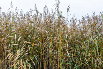 Thickets of reeds in autumn on the shore of the reservoir. Close-up.