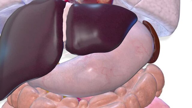 Stomach, internal organs 3D render, anatomy of the human body, white background with luma matte for transparency.