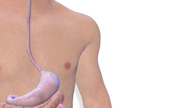 Stomach, internal organs 3D render, anatomy of the human body, white background with luma matte for transparency.