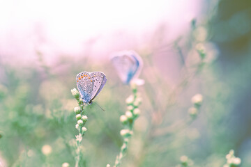 Profilo di farfalla nel campo al tramonto