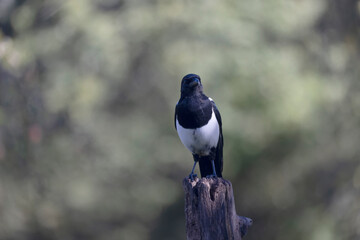 European Magpie Pica pica sitting on a trunk