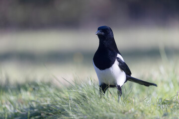 European Magpie Pica pica sitting on a trunk