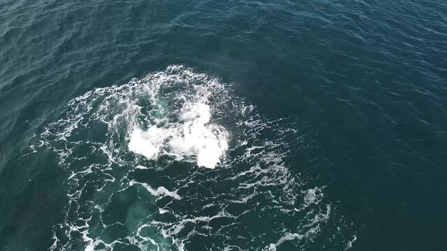 whale tail, Patagonia Argentina. August 2021