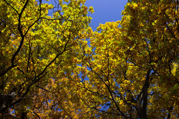 autumn leaves in the sky
