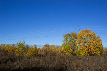 Fototapeta premium autumn landscape with trees