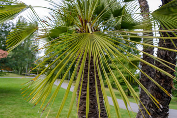 Fototapeta premium Botanisk hage Oslo, Norway