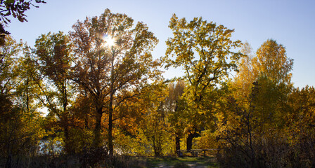 Fototapeta premium autumn trees in the forest
