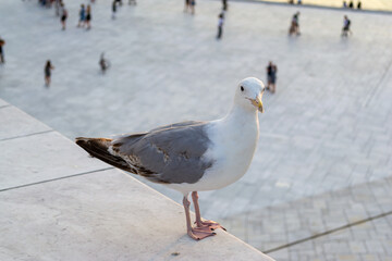 Seagull on the roof of a building