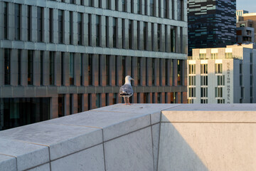 Seagull on the roof of a building