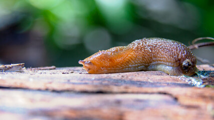 The gastropod slug moves along a horizontal surface.
