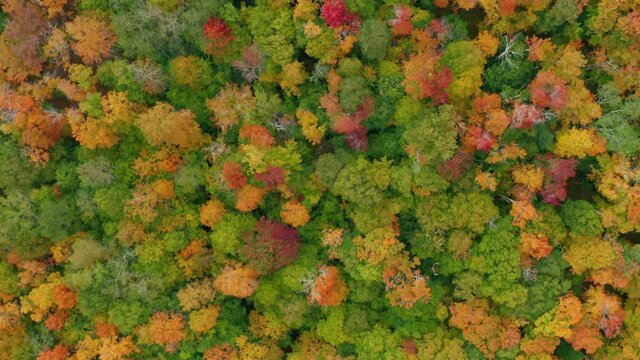 tracking overhead shot of fall colored forest in Catskills New York