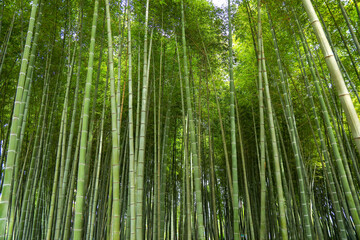 green bamboo forest, bamboo forest background