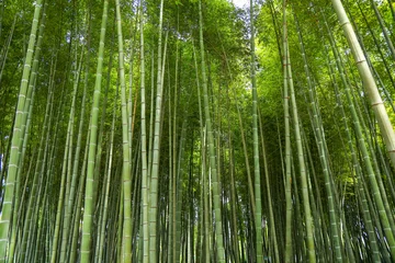 Rolgordijnen green bamboo forest, bamboo forest background © annakolesnicova