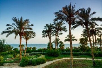 Fototapeta na wymiar A landscape of date palms and green spaces with the sky and sea in the background.