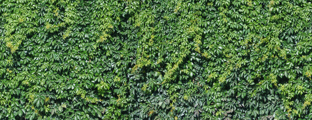 The texture of park plants. Seamless horizontally.