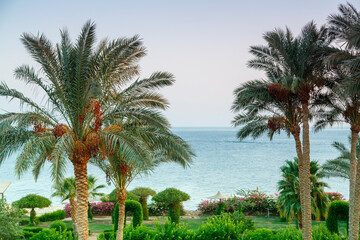 Fototapeta na wymiar A landscape of date palms against the backdrop of the sea and a shimmering purple sunset sky.