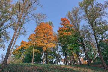 Fototapeta premium View of the forest in autumn. Golden yellow and green leaves on the trees. Seasonal change