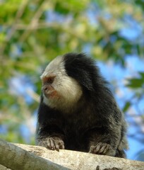 monkey on the tree