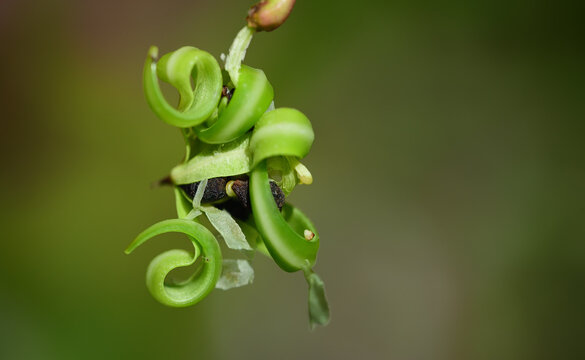 Close up of the seed pod of Indian balsam (Impatiens glandulifera) against a green background in nature