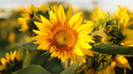sunflower in the field